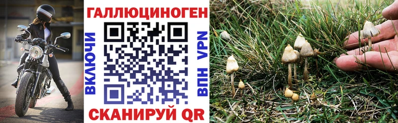 Купить где  Усолье  Псилоцибиновые грибы Psilocybe 